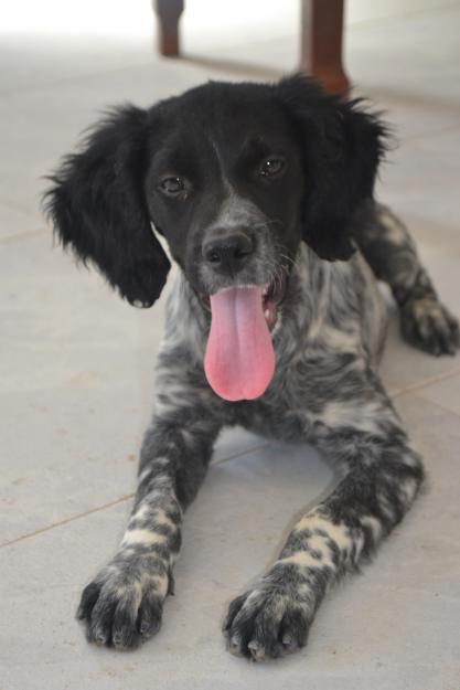 Cachorra Epagneul Breton con LOE