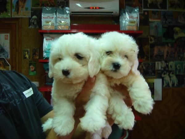 CACHORROS DE BICHON MALTES 550