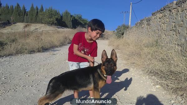 Cachorros de Pastor aleman