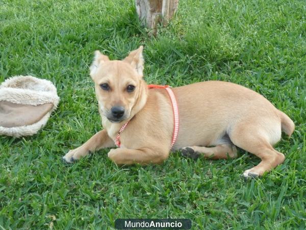 LUKE cachorro x podenco‏ busca una nueva familia