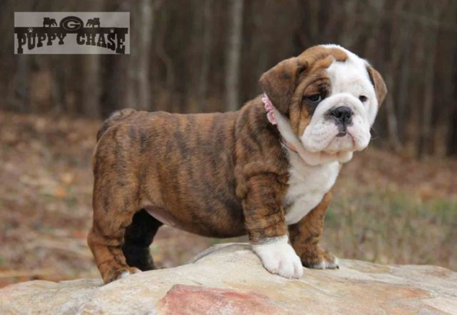 Macho Y Hembra Cachorros Bulldog Ingles