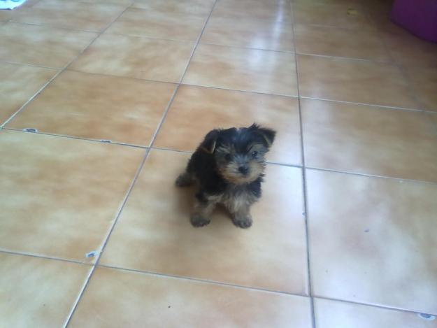 VENDO O CAMBIO YORKSHIRE TERRIER. . .