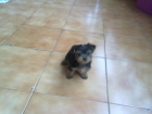 VENDO O CAMBIO YORKSHIRE TERRIER. . . - mejor precio | unprecio.es