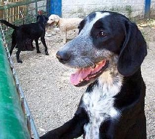 Wilson, mestizo joven en adopción