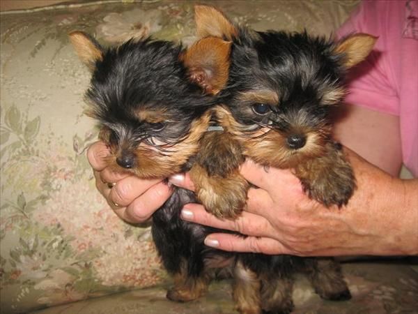 YORKSHIRE TERRIER ENANO A 400 EUROS CON PEDIGRE