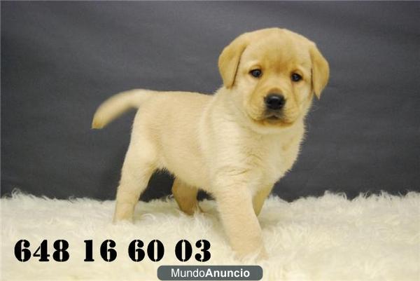 GOLDEN Y LABRADOR RETRIEVER¡ CACHORRITOS DISPONIBLES