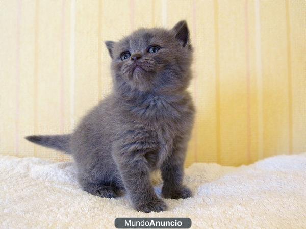 Feliz gatitos británicos de pelo corto