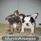 al mejor precio,bulldog frances 490. - mejor precio | unprecio.es