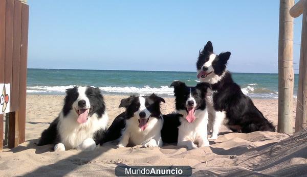 Border Collie Puppies Work & Beauty