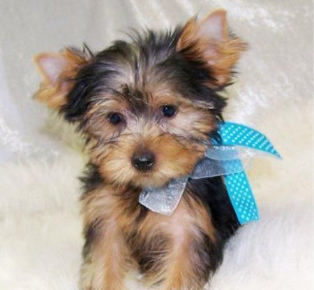 Cachorro yorkshire terrier