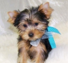 Cachorro yorkshire terrier - mejor precio | unprecio.es