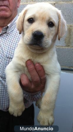 Cachorros de Labrador Retriever