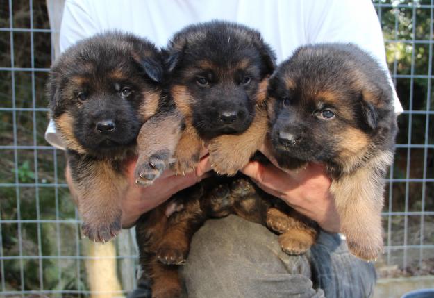 Cachorros pastor aleman de belleza