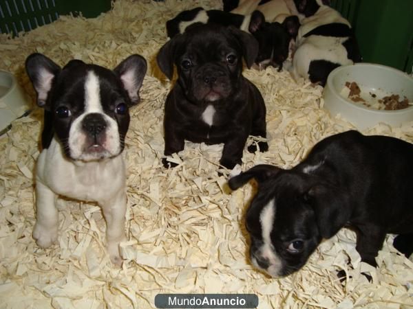 Estos Bulldog Frances con Pedigre Machos y Hembras Disponibles