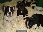 Estos Bulldog Frances con Pedigre Machos y Hembras Disponibles - mejor precio | unprecio.es