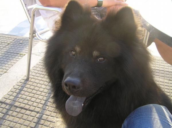 eurasier para montas