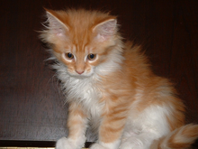 Gatitos de raza Maine Coon