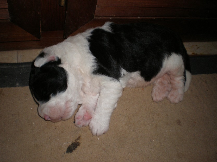 Macho de bobtail