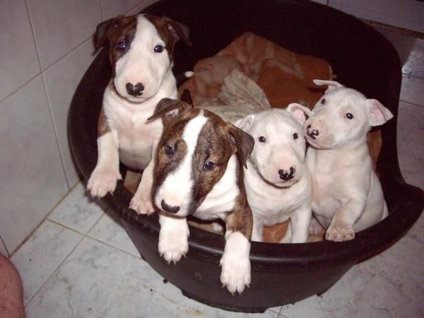 Preciosos bull terrier