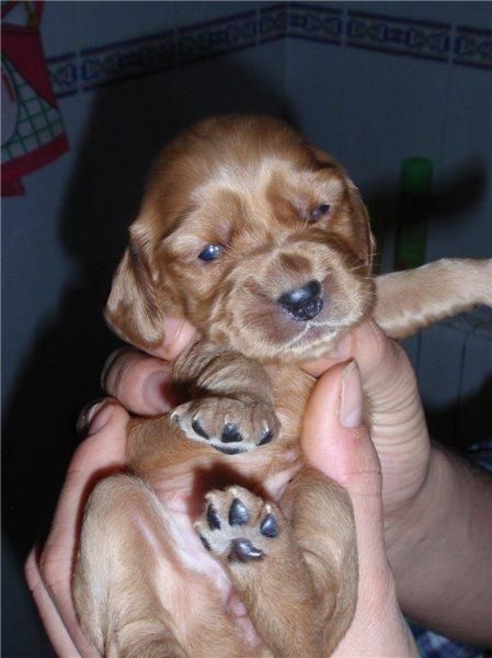 PRECIOSOS COCKER SPANIEL DORADOS A 250 EUROS CON PEDIGRE