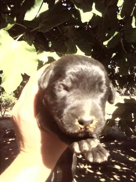 regalo camada de schnauzer gigante con pastor aleman