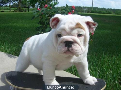 RegaloCA CHORROS DE BULLDOG INGLESES ADOPCIÓN DISPONIBLE