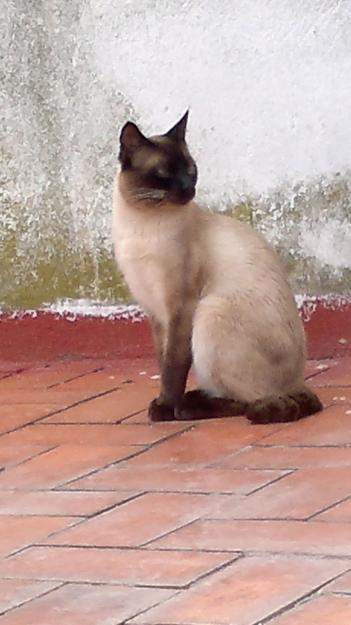 SE BUSCA GATO SIAMES PERDIDO