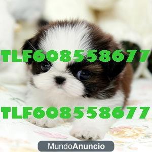 SHIH TZU 279€ TLF608558677