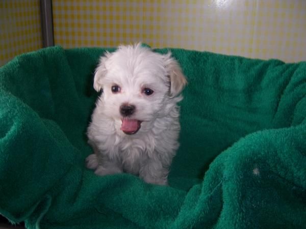 BICHON MALTES CACHORROS DE GRAN  BELLEZA