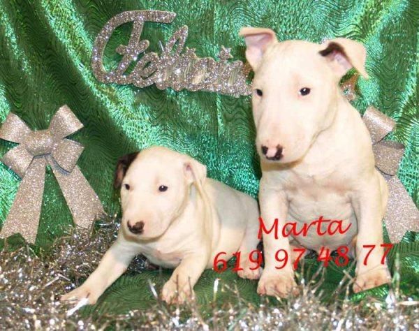 bullterrier,aumenta la felicidad en navidad