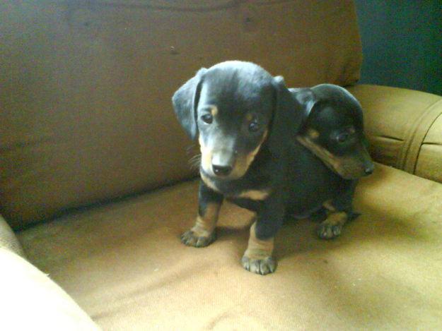 Cachorros teckel estandar pelo corto