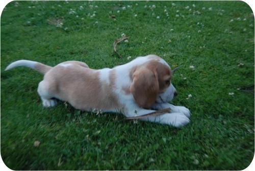 Camadaita de Beagle de una alta calidad.