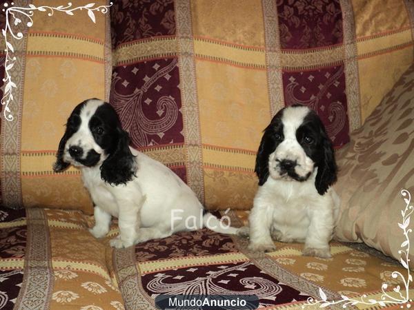 Excelentes cachorros... COCKER SPANIEL - venta