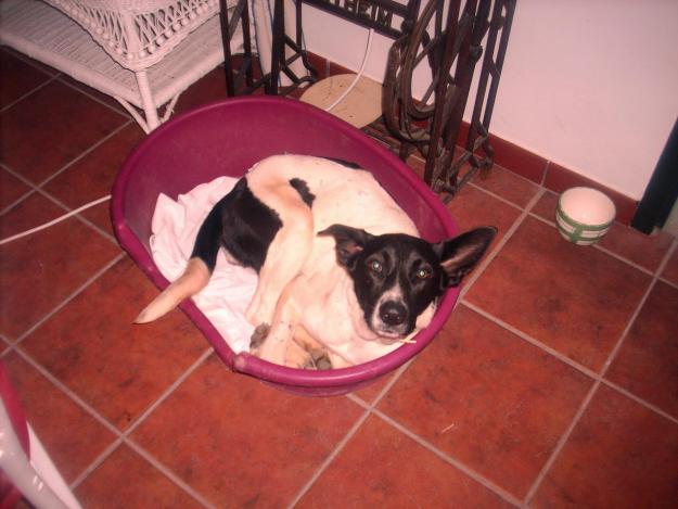 NIKKI, ABANDONADA JUNTO A SU MADRE EN EL CAMPO