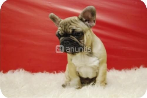 Preciosos Bulldog Frances (150)