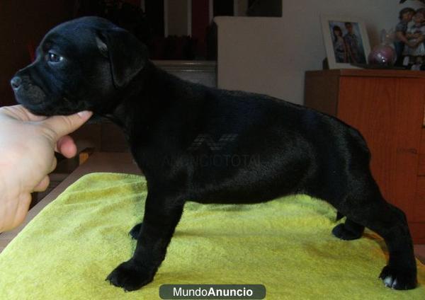 Regalo,CACHORROS STAFFORDSHIRE BULL TERRIER