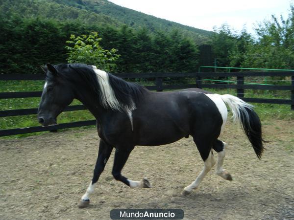 VENDO CABALLO ENTERO PINTO.