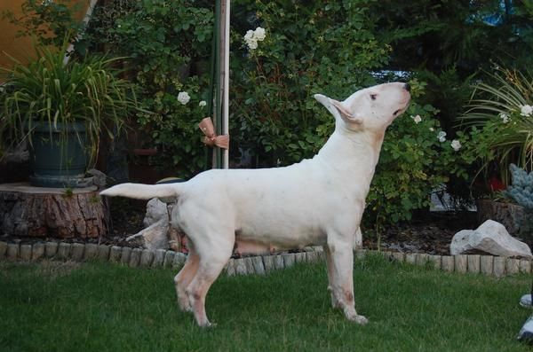 Bull terrier con pedigree loe