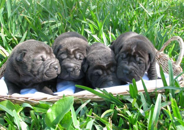 Cachorros Shar Pei