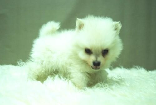 Pomerania Disponibles Cachorros de Calidad - Peso de Adulto 1,5kg - www.animalflower.es