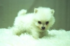 Pomerania Disponibles Cachorros de Calidad - Peso de Adulto 1,5kg - www.animalflower.es - mejor precio | unprecio.es