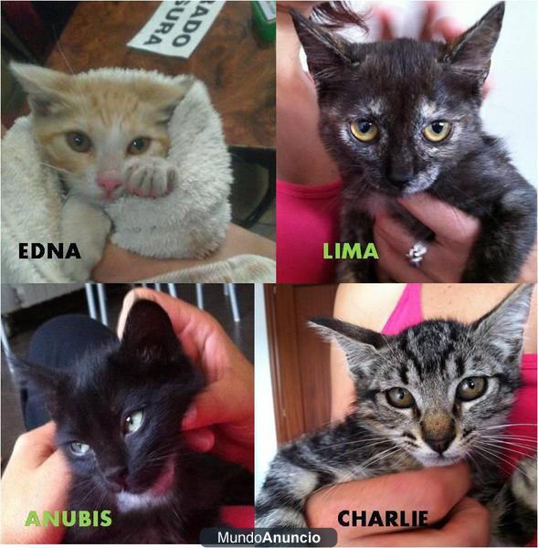 PRECIOSAS GATITAS DE 2 MESES EN VALLADOLID EN ADOPCIÓN