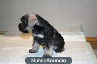 Schnauzer mini