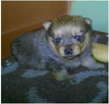 Vendo cachorro pomerania