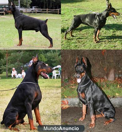 Camadas Doberman