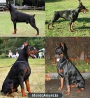 Camadas Doberman - mejor precio | unprecio.es