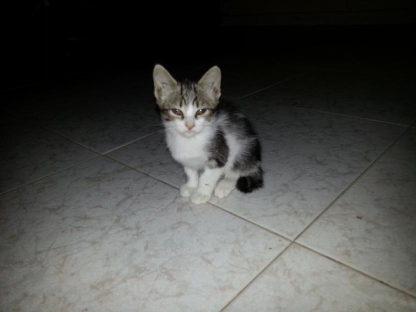 gatitos en adopcion