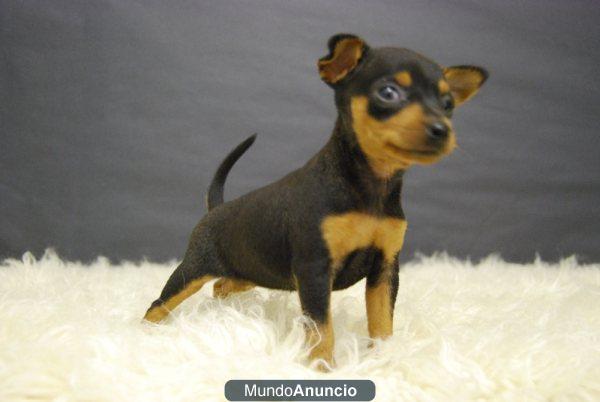 Mini pinscher de calidad cachorros con 2 meses disponibles machos y hembras !!!