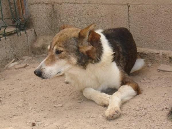 perro mestizo en adopción