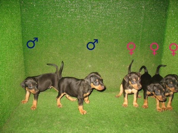 PINSCHER MINI EXCELENTES 250 Euros :)